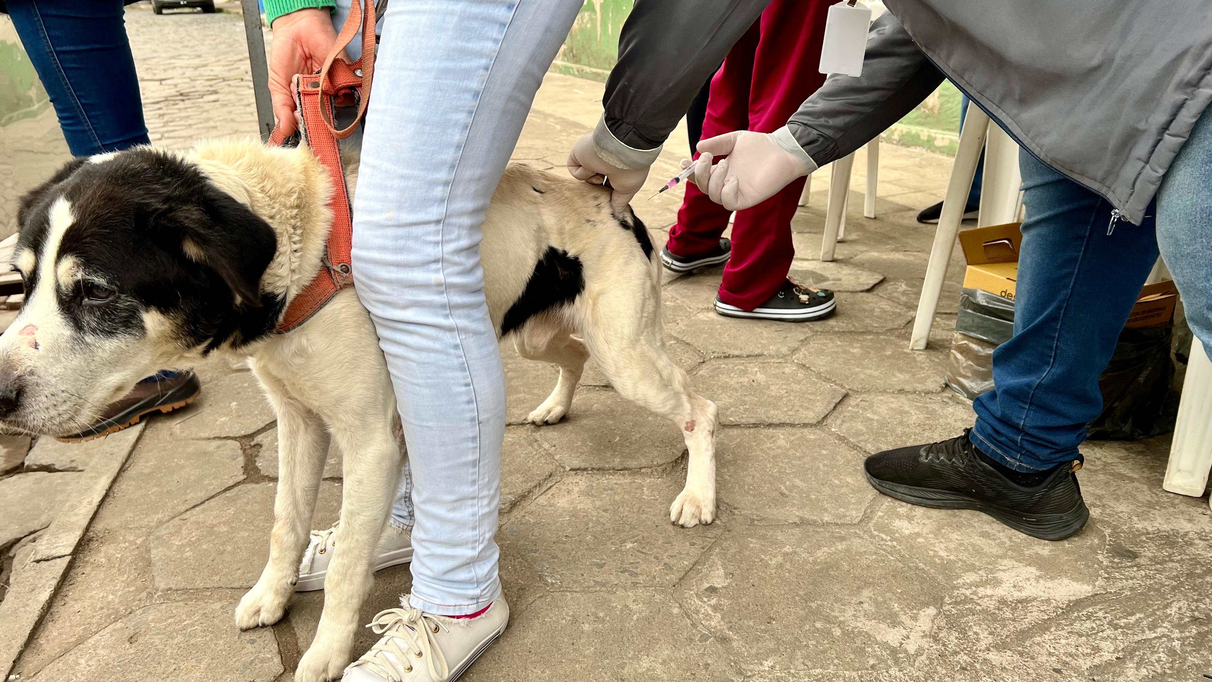 Mais de 3 mil animais são atendidos no Dia D da vacinação antirrábica em Santos Dumont